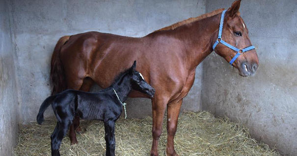 代孕&ldquo;马妈&rdquo;生下&ldquo;汗血马驹&rdquo;