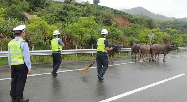 牛群高速路上散步 高速交警变身&ldquo;赶牛娃&rdquo;