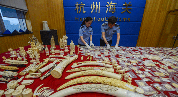 杭州海关开展专项行动打击象牙走私