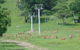 神奇灵秀圣地 平山神鹿国家AAAA级旅游景区
