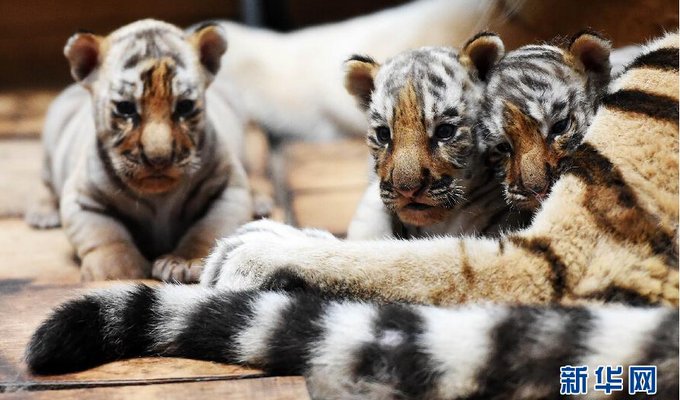 黑龙江东北虎林园诞下今年首批东北虎&ldquo;萌娃&rdquo;
