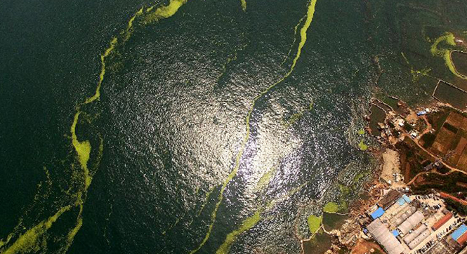 山东青岛海岸遭受浒苔侵袭