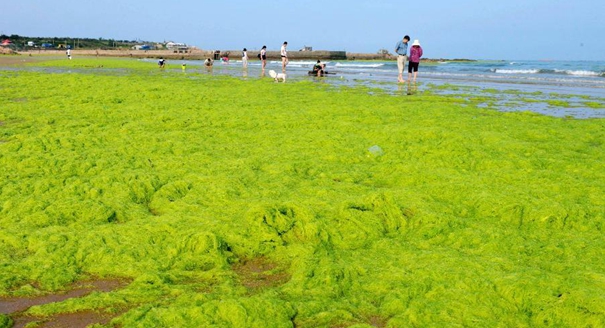 山东青岛海岸遭受浒苔侵袭
