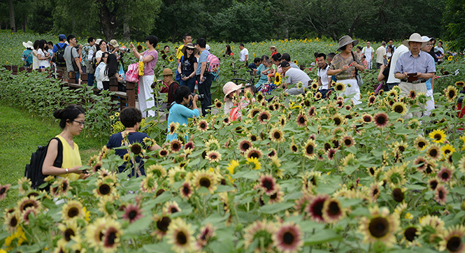 北京奥林匹克森林公园葵花绽放