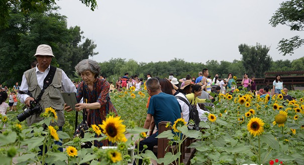 北京奥林匹克森林公园葵花绽放醉游人