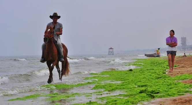 日照遭浒苔侵袭 沙滩骑马似驰骋草原