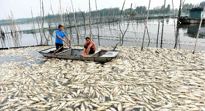 九万亩水域成&ldquo;酱油湖&rdquo;近千户渔民遭&ldquo;生态劫&rdquo;