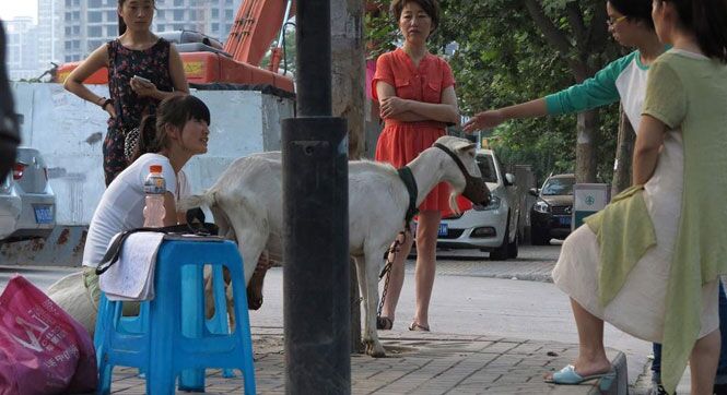 夫妇牵羊到西安街头卖羊奶 现挤现卖供不应求