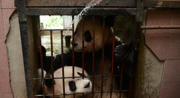 杭州进“烧烤”模式 大熊猫吹空调冲凉降温