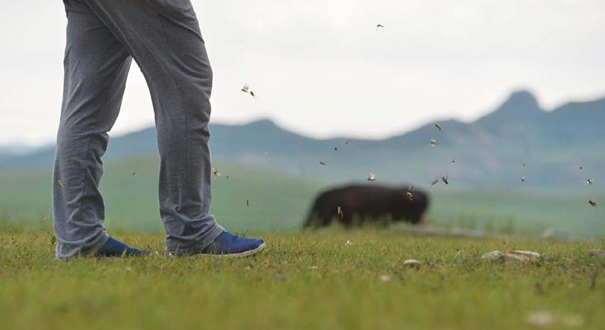 内蒙草原爆发蝗灾 危害面积逾3千万亩