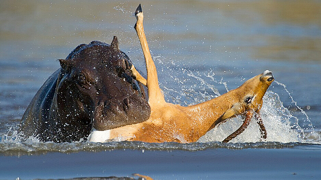 生死劫：倒霉黑斑羚差点变成河马午餐
