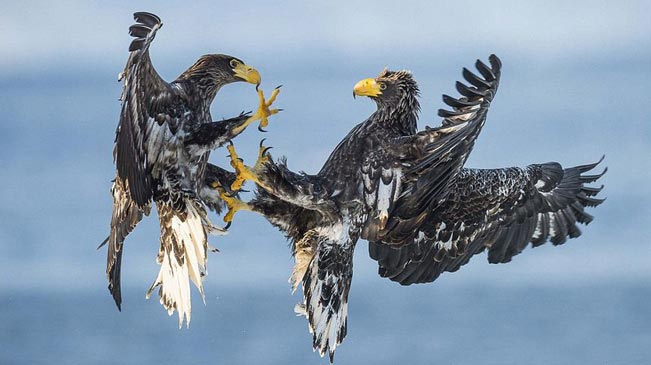 摄影师环球拍摄野生动物日常生活瞬间