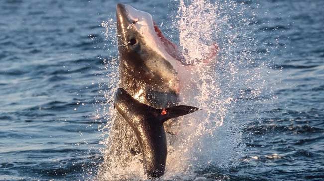 超4米长大白鲨跃出海面捕食海豹瞬间