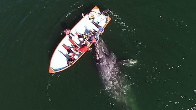 游客乘船偶遇灰鲸群 庞然大物主动示好