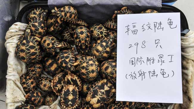 广州森林公安截获298只走私辐纹陆龟