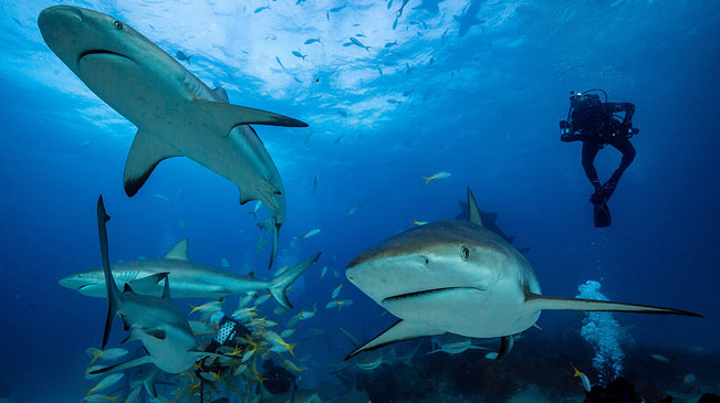 勇敢者的游戏！潜水员在水下与鲨鱼嬉戏