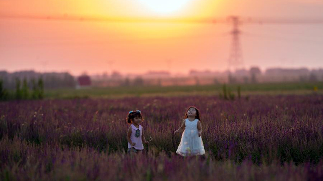 【大美中国】薰衣草花开呼和浩特