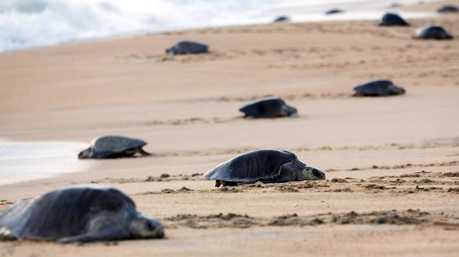 5万只太平洋丽龟汇聚墨西哥沙滩产卵