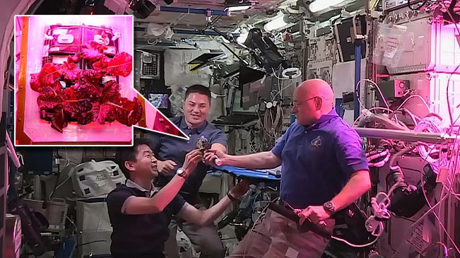 国际空间站温室内生菜丰收 宇航员尝鲜