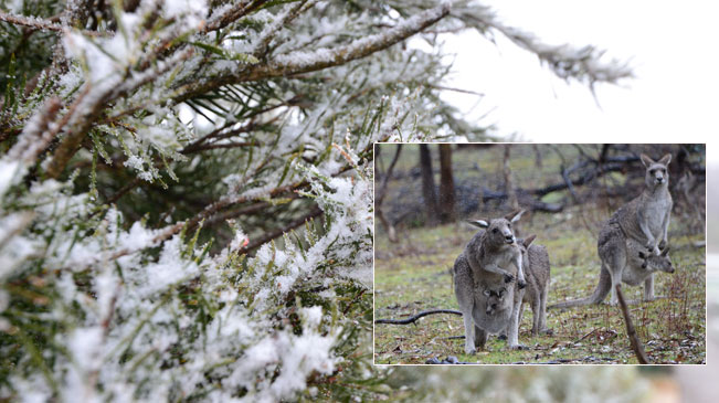 澳大利亚首都迎来降雪