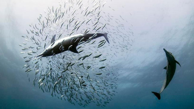 沙丁鱼迁徙途中与天敌展开&ldquo;海底之战&rdquo;