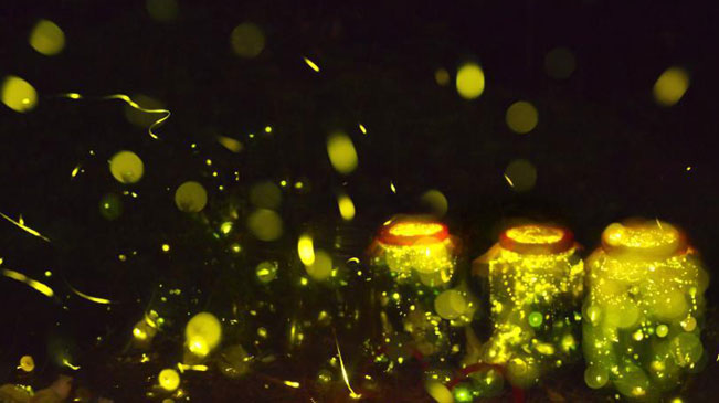 广州数千萤火虫飞舞点亮浪漫夜晚