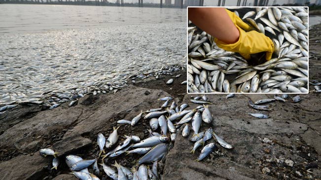 天津海河出现死鱼河段未检出氰化物