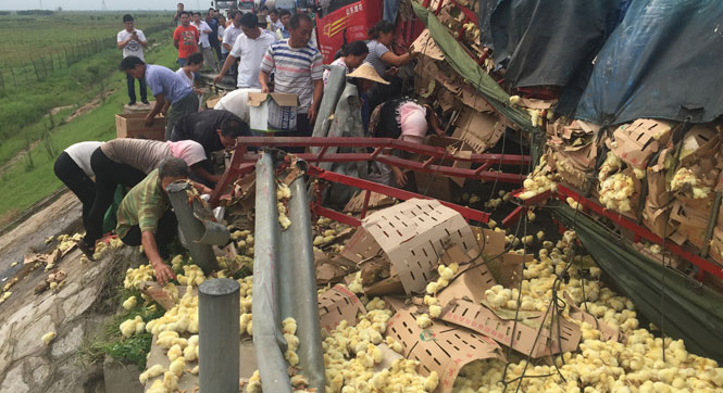 货车高速翻车 数万小黄鸡散落遭哄抢