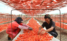 新疆兵团：提高番茄附加值 迎来出口开门红