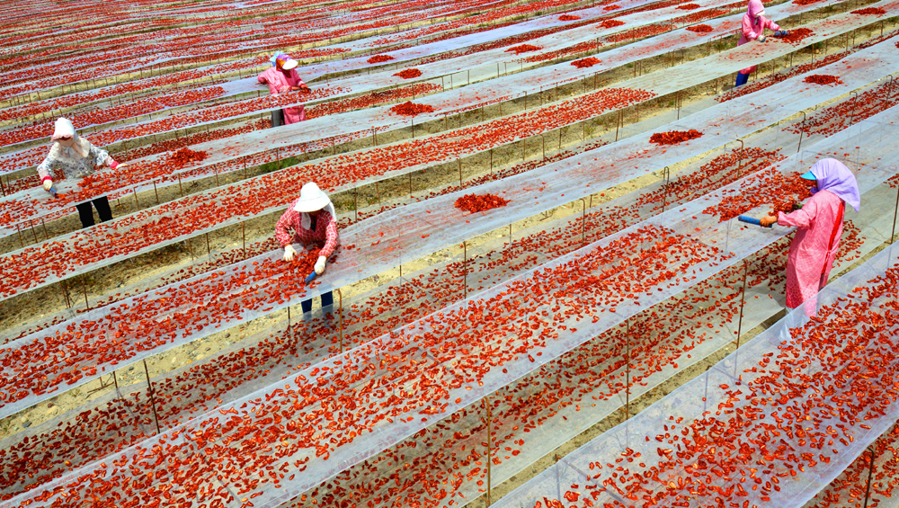 新疆兵團：提高番茄附加值 迎來出口開門紅