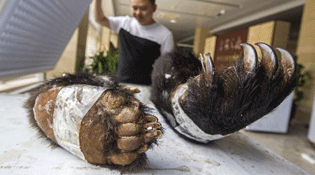 温州农家乐餐桌现穿山甲熊掌