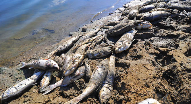 山东一水库缺水鱼类大量死亡 养殖户损失15万斤