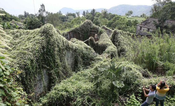 浙江一荒废23年古村变身绿野仙踪般童话世界