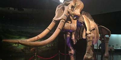 走进河南洛阳博物馆 一览中华文明五千年