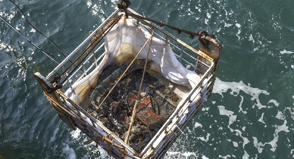 &ldquo;丹东一号&rdquo;再次出水一批水下文物