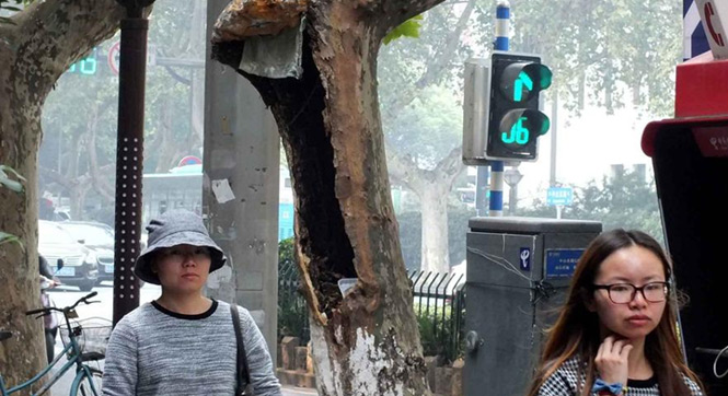 南京：法国梧桐树腐烂后沦为垃圾箱