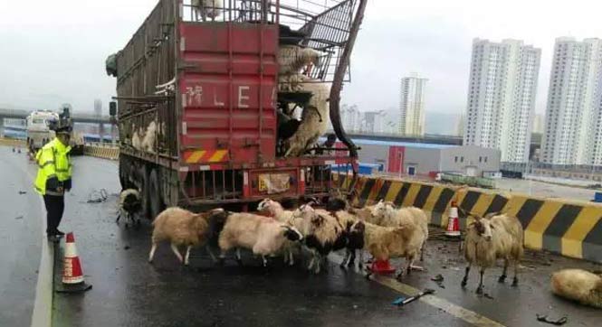 大货车侧翻：上百只羊摔死在立交桥下