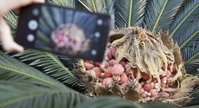 湖南汨罗一铁树开花又结果 果实长得像&ldquo;鸟巢&rdquo;