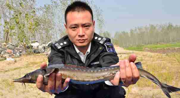 安徽巢湖渔民误捕中华鲟 随后放归长江