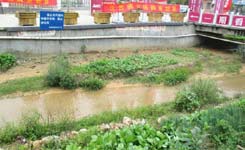 水位下降 安徽安庆居民河边种菜