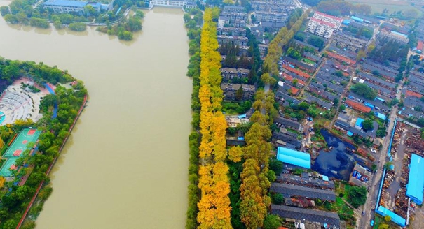 航拍扬州&ldquo;银杏大道&rdquo;