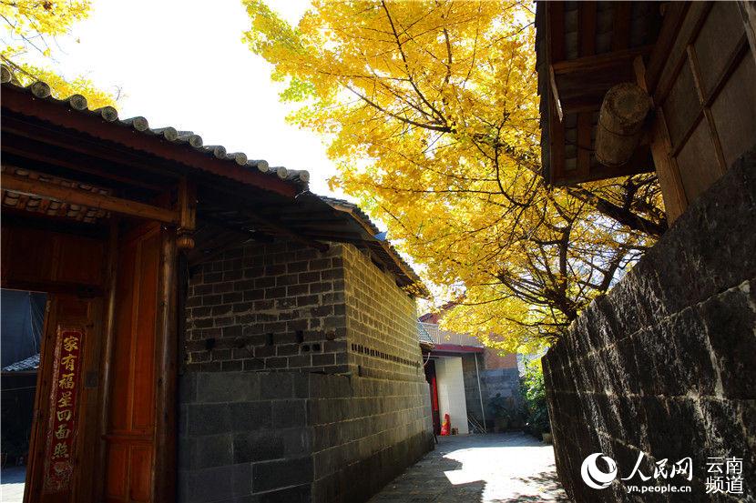 云南最美村落：火山石上的古银杏村(高清组图)