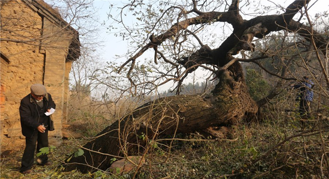河南发现1500岁卧龙古槐 中原罕见