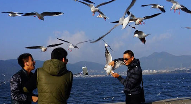 游客在昆明&ldquo;虐鸥&rdquo; 抓住海鸥自拍留影