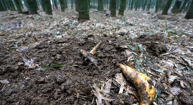 杭州200亩竹园遭市民挖笋 现场如被炮轰