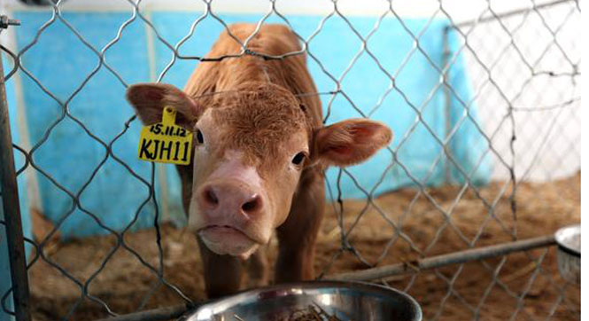 1块牛耳朵克隆6只牛犊 长成后身价将超30万