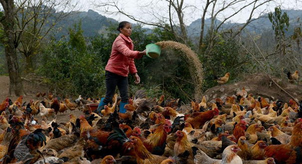 广西融安：精准扶贫推广&ldquo;大坡土鸡&rdquo;助农民脱贫