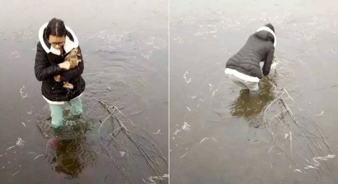 被赞最美女院人 女大学生跳冰湖救野兔