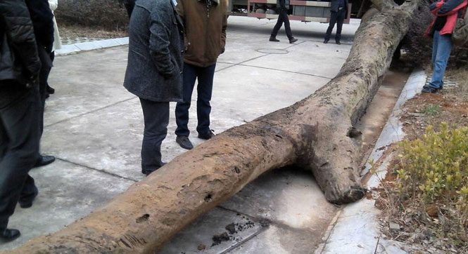 江西鄱阳湖挖出疑似巨型乌木 长7.2米重6吨
