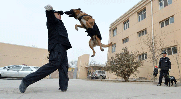 警犬&ldquo;年训&rdquo;备春运